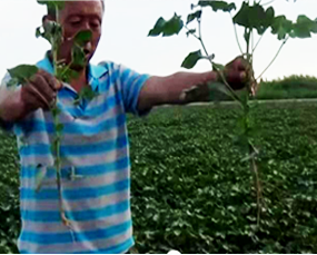 五一成人漫画1號小麥區的大文章