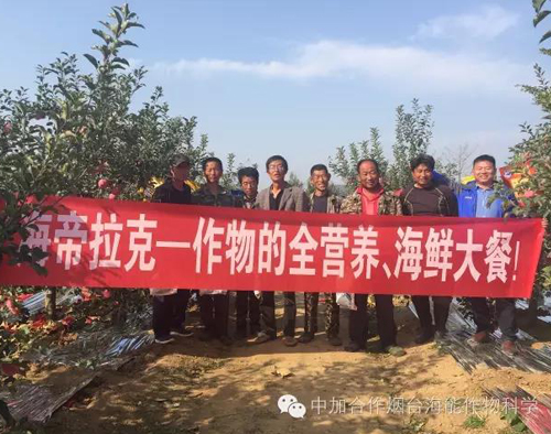 蘋果樹12月管理技術要點！抓緊時間看