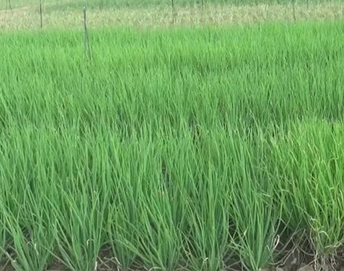 北方飄起雪花時，海帝拉克走進了雨中的廣西柳州