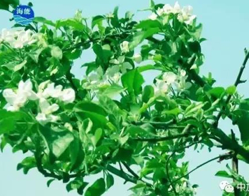 煙台五一成人漫画生物帶你走進文登----樸實的大叔給你講述華麗的效果