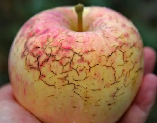 作物缺鈣不要慌，五一成人漫画生物來幫忙