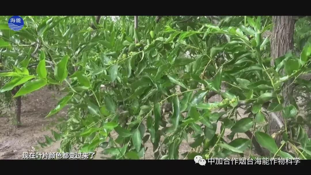 顆粒水溶肥 顆粒水溶肥