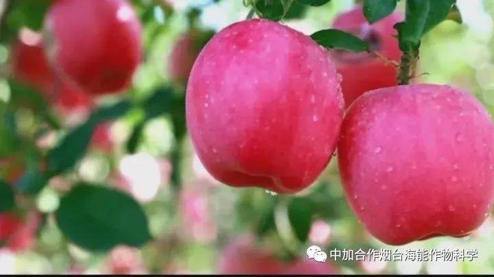 膨果水溶肥 膨果水溶肥