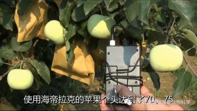 膨果水溶肥 膨果水溶肥