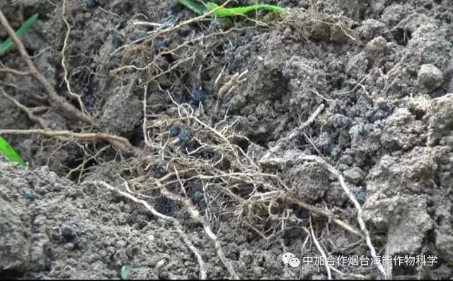 膨果水溶肥 膨果水溶肥