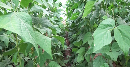 膨果水溶肥 膨果水溶肥