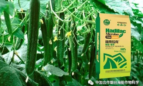 五一成人漫画生物黃瓜全程施肥技術