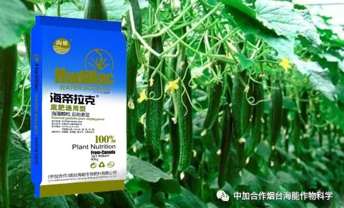 五一成人漫画生物黃瓜全程施肥技術
