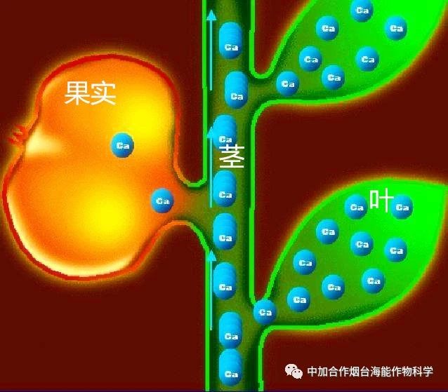 新款鈣肥研發成功啦！